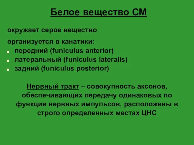 Белое вещество СМ окружает серое вещество организуется в канатики: передний (funiculus