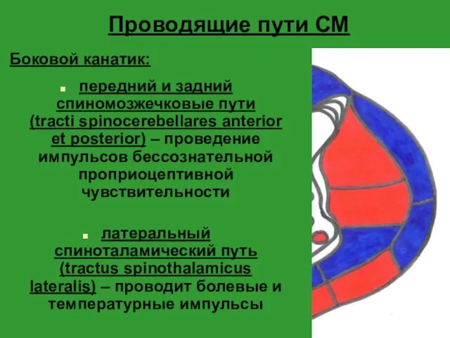 Проводящие пути СМ Боковой канатик: передний и задний спиномозжечковые пути (tracti