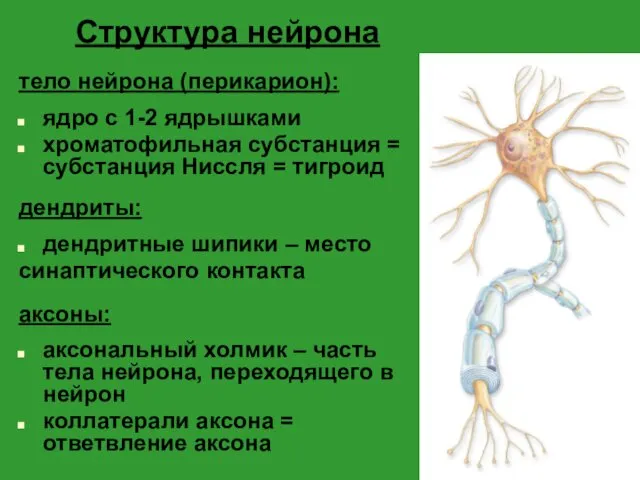 Структура нейрона тело нейрона (перикарион): ядро с 1-2 ядрышками хроматофильная субстанция