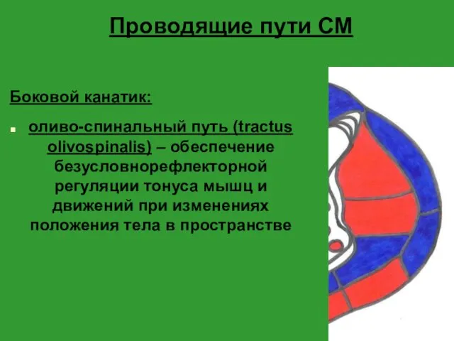 Проводящие пути СМ Боковой канатик: оливо-спинальный путь (tractus olivospinalis) – обеспечение