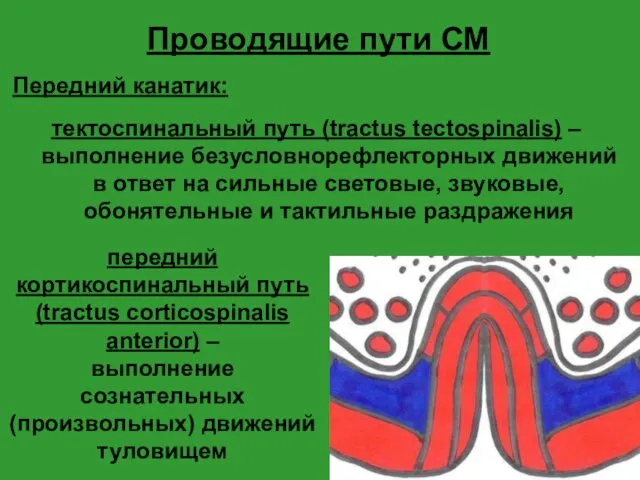 Проводящие пути СМ Передний канатик: тектоспинальный путь (tractus tectospinalis) – выполнение