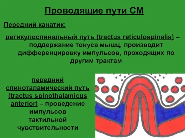 Проводящие пути СМ Передний канатик: ретикулоспинальный путь (tractus reticulospinalis) – поддержание