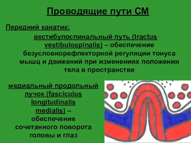 Проводящие пути СМ Передний канатик: вестибулоспинальный путь (tractus vestibulospinalis) – обеспечение