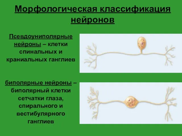 Морфологическая классификация нейронов Псевдоуниполярные нейроны – клетки спинальных и краниальных ганглиев