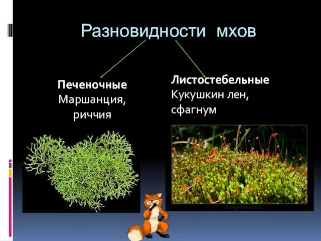 Разновидности мхов Печеночные Маршанция, риччия Листостебельные Кукушкин лен, сфагнум