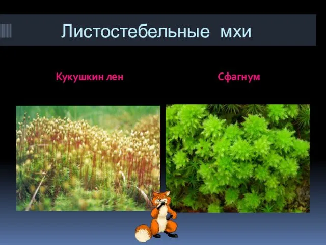 Листостебельные мхи Кукушкин лен Сфагнум