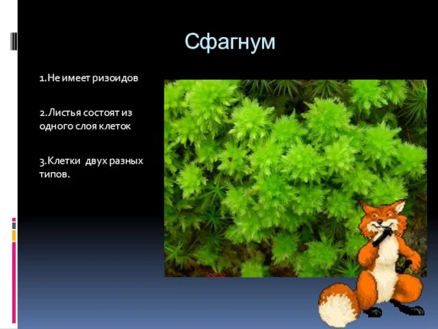 Сфагнум 1.Не имеет ризоидов 2.Листья состоят из одного слоя клеток 3.Клетки двух разных типов.