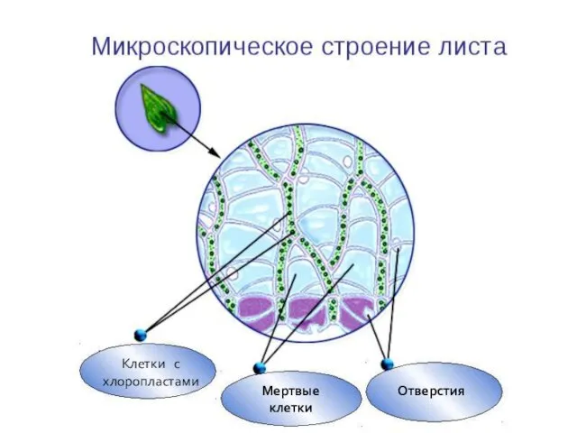 Клетки с хлоропластами Мертвые клетки Отверстия