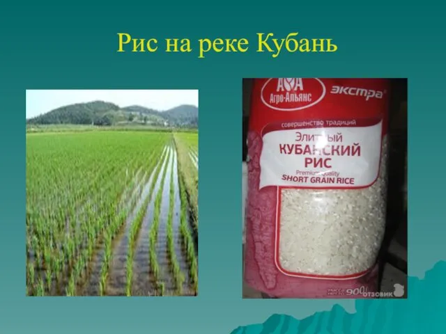 Рис на реке Кубань