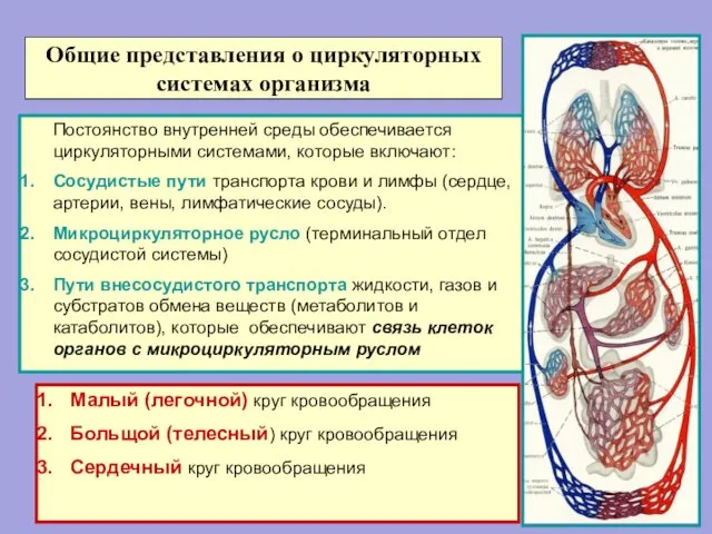 Общие представления о циркуляторных системах организма Постоянство внутренней среды обеспечивается циркуляторными