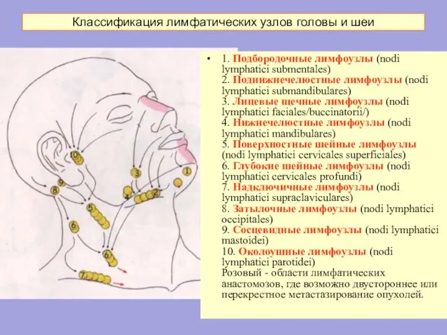 1. Подбородочные лимфоузлы (nodi lymphatici submentales) 2. Поднижнечелюстные лимфоузлы (nodi lymphatici