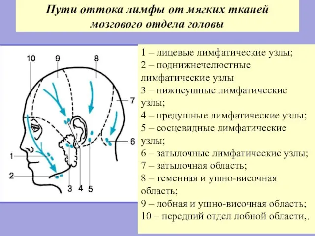 Пути оттока лимфы от мягких тканей мозгового отдела головы 1 –