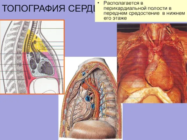 ТОПОГРАФИЯ СЕРДЦА Располагается в перикардиальной полости в переднем средостение в нижнем его этаже