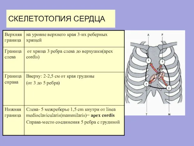 СКЕЛЕТОТОПИЯ СЕРДЦА