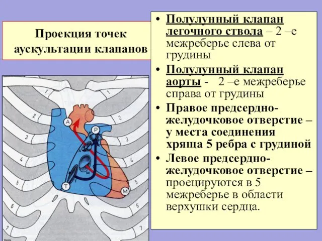 Проекция точек аускультации клапанов Полулунный клапан легочного ствола – 2 –е