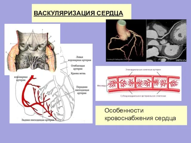 ВАСКУЛЯРИЗАЦИЯ СЕРДЦА Особенности кровоснабжения сердца