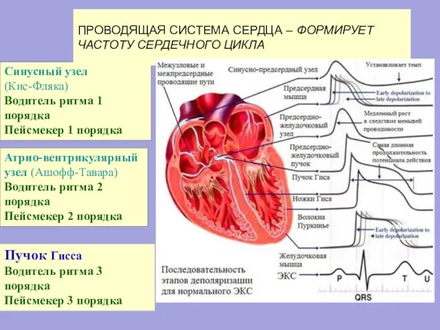 Синусный узел (Кис-Фляка) Водитель ритма 1 порядка Пейсмекер 1 порядка Атрио-вентрикулярный