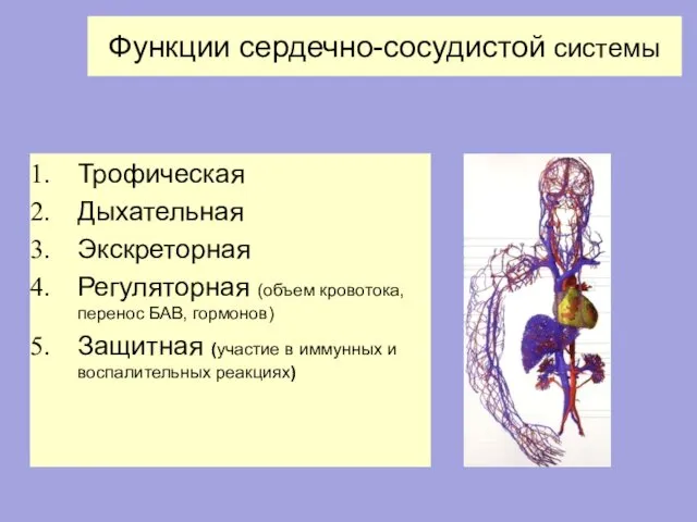 Функции сердечно-сосудистой системы Трофическая Дыхательная Экскреторная Регуляторная (объем кровотока, перенос БАВ,