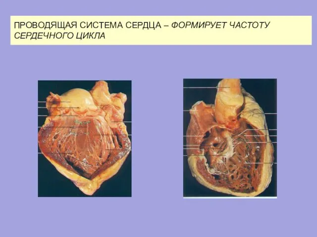 ПРОВОДЯЩАЯ СИСТЕМА СЕРДЦА – ФОРМИРУЕТ ЧАСТОТУ СЕРДЕЧНОГО ЦИКЛА