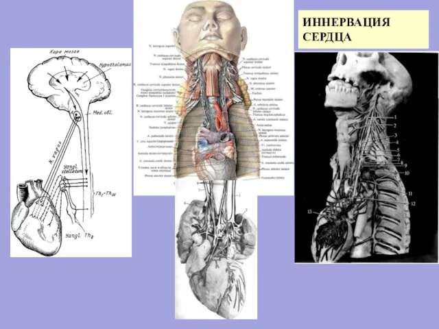 ИННЕРВАЦИЯ СЕРДЦА