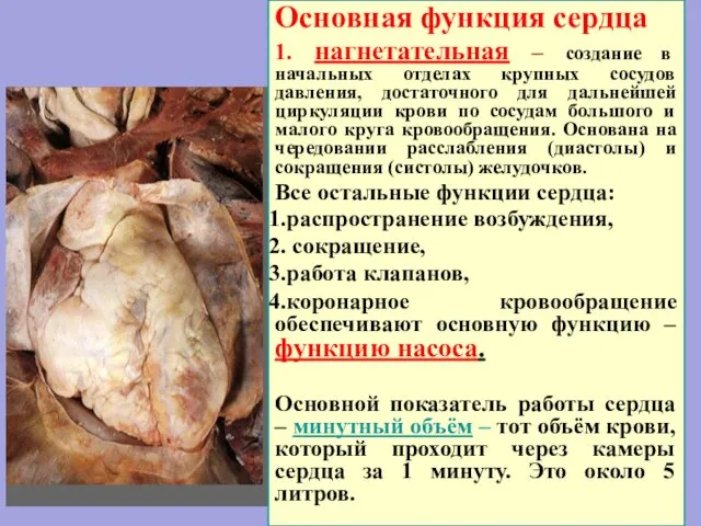 Основная функция сердца 1. нагнетательная – создание в начальных отделах крупных