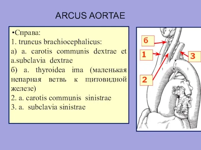 ARCUS AORTAE 1 2 б 3 Cправа: 1. truncus brachiocephalicus: а)