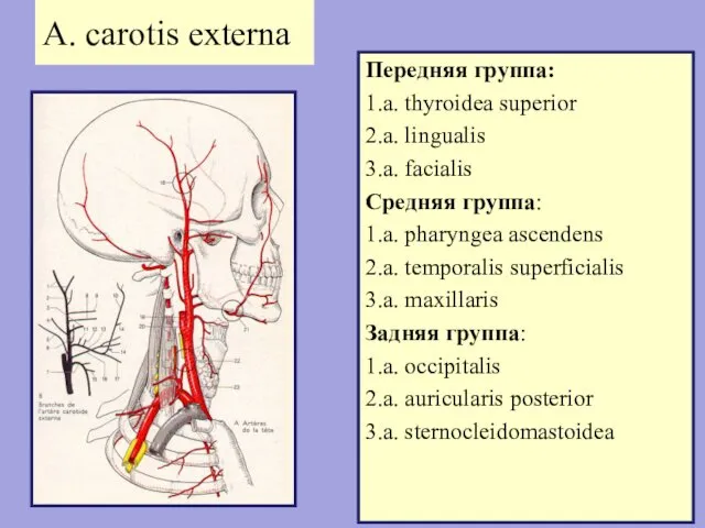 A. carotis externa Передняя группа: 1.a. thyroidea superior 2.a. lingualis 3.a.