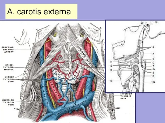 A. carotis externa