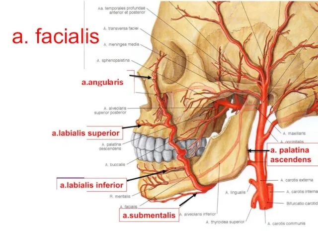 a.angularis a. facialis