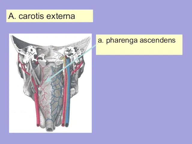 A. carotis externa a. pharenga ascendens