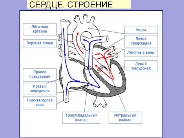 СЕРДЦЕ. СТРОЕНИЕ