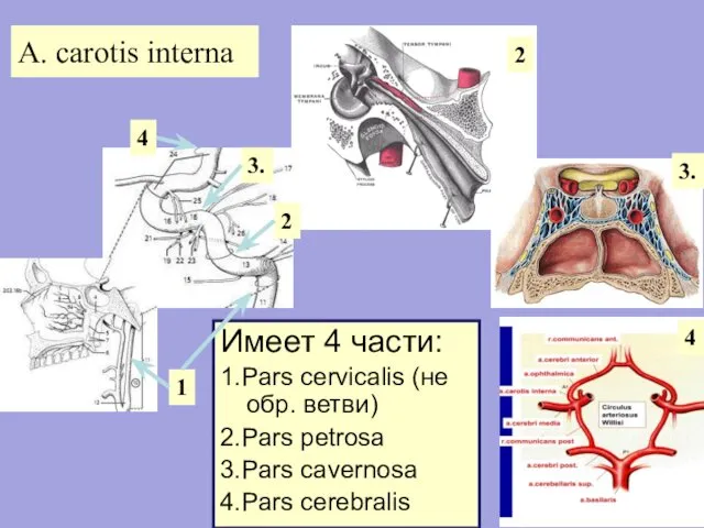 A. carotis interna Имеет 4 части: 1.Pars cervicalis (не обр. ветви)