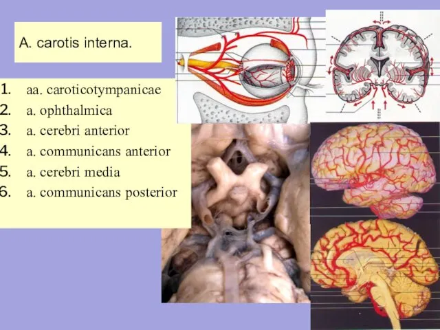 A. carotis interna. aa. caroticotympanicae a. ophthalmica a. cerebri anterior a.