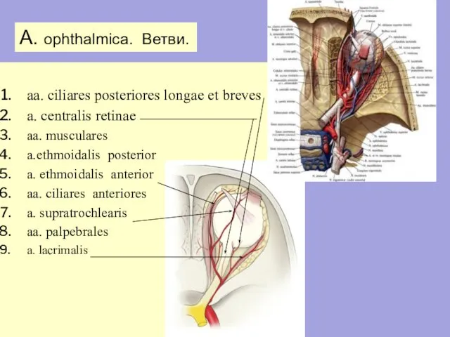 A. ophthalmica. Ветви. aa. ciliares posteriores longae et breves a. centralis