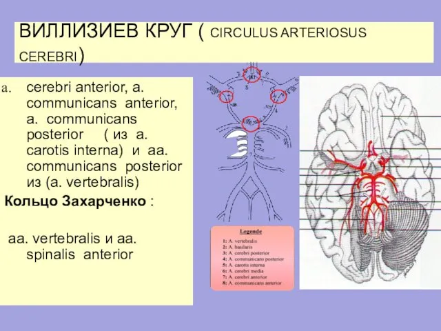 ВИЛЛИЗИЕВ КРУГ ( CIRCULUS ARTERIOSUS CEREBRI) cerebri anterior, a. communicans anterior,