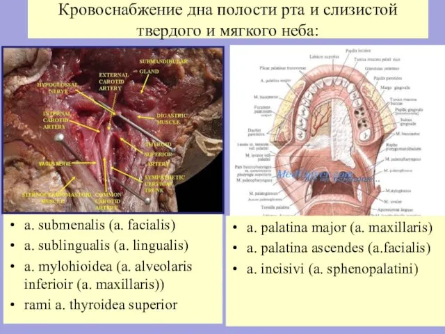 Кровоснабжение дна полости рта и слизистой твердого и мягкого неба: a.