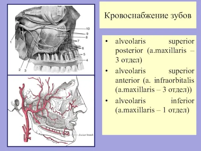 Кровоснабжение зубов alveolaris superior posterior (a.maxillaris – 3 отдел) alveolaris superior