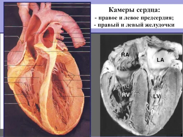 Камеры сердца: - правое и левое предсердия; - правый и левый желудочки