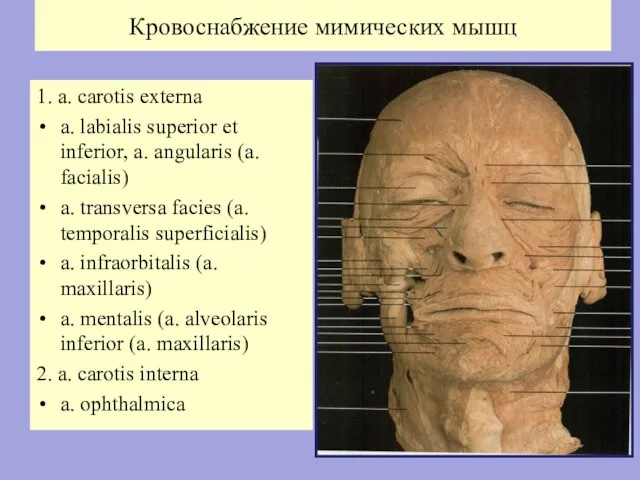 Кровоснабжение мимических мышц 1. a. carotis externa a. labialis superior et