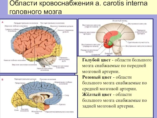 Области кровоснабжения a. carotis interna головного мозга Голубой цвет - области