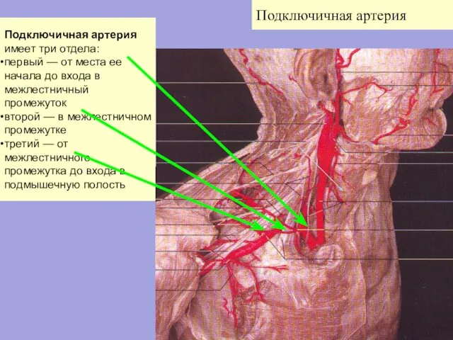 Подключичная артерия Подключичная артерия имеет три отдела: первый — от места