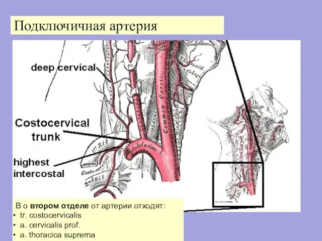 Подключичная артерия В о втором отделе от артерии отходят: tr. costocervicalis