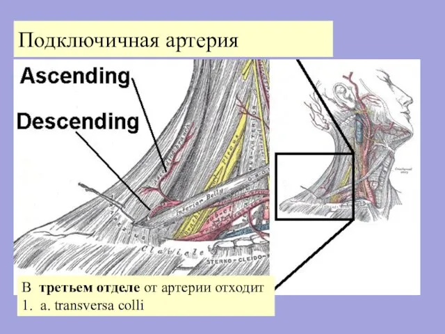 Подключичная артерия В третьем отделе от артерии отходит 1. a. transversa colli