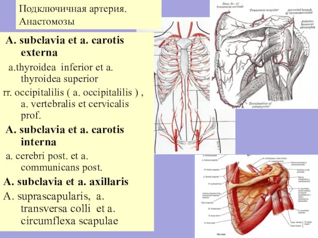 Подключичная артерия. Анастомозы A. subclavia et a. carotis externa a.thyroidea inferior