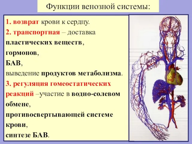 1. возврат крови к сердцу. 2. транспортная – доставка пластических веществ,