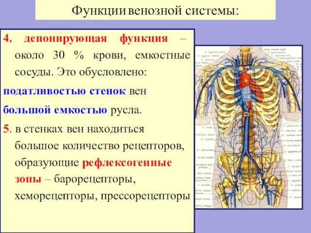 4. депонирующая функция – около 30 % крови, емкостные сосуды. Это