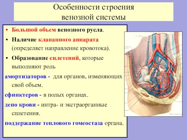 Особенности строения венозной системы Большой объем венозного русла. Наличие клапанного аппарата