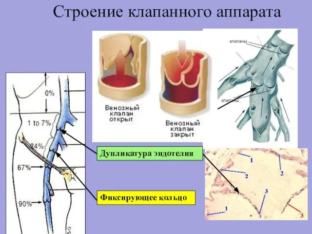 Строение клапанного аппарата Фиксирующее кольцо Дупликатура эндотелия