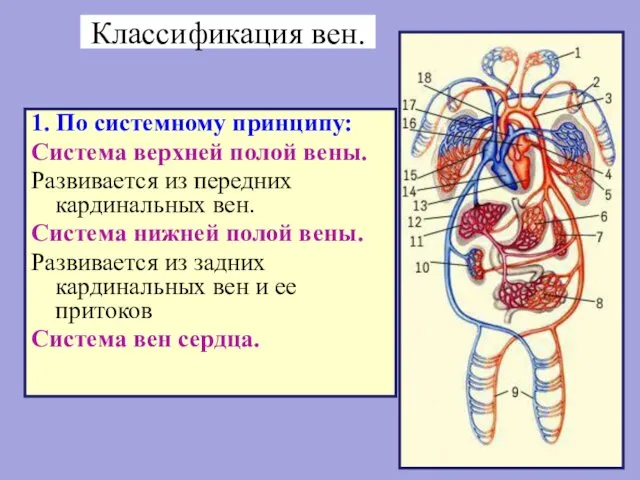 Классификация вен. 1. По системному принципу: Система верхней полой вены. Развивается