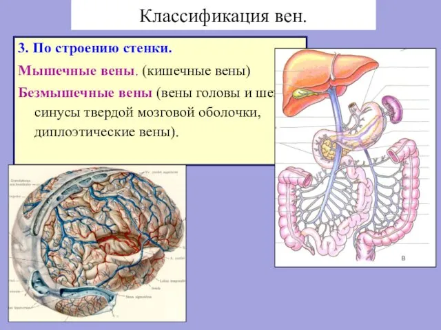 Классификация вен. 3. По строению стенки. Мышечные вены. (кишечные вены) Безмышечные